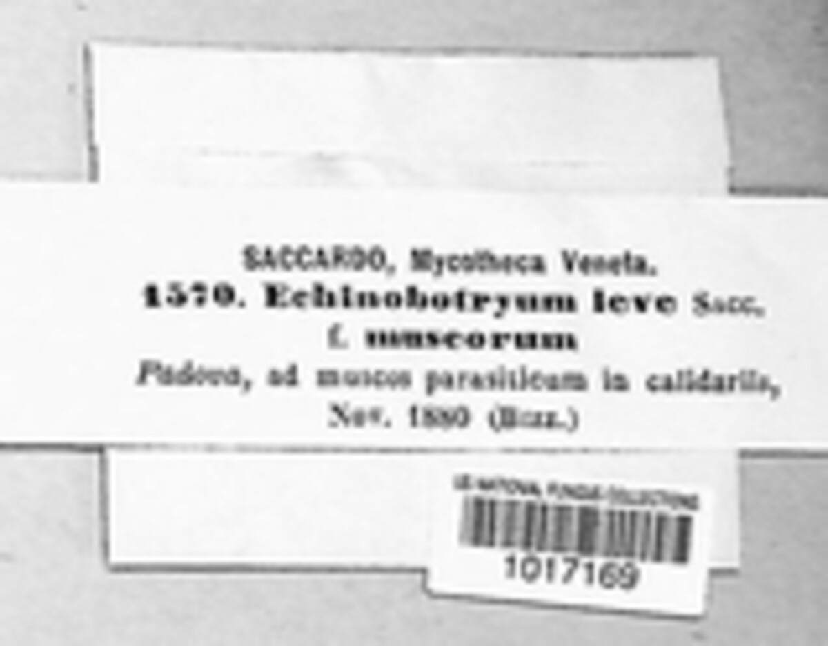 Echinobotryum image